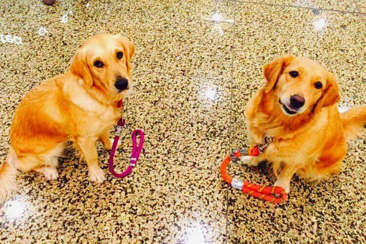 Fluffy Recruits: Petting Dogs at Mumbai Airport, a sure Stress Buster!