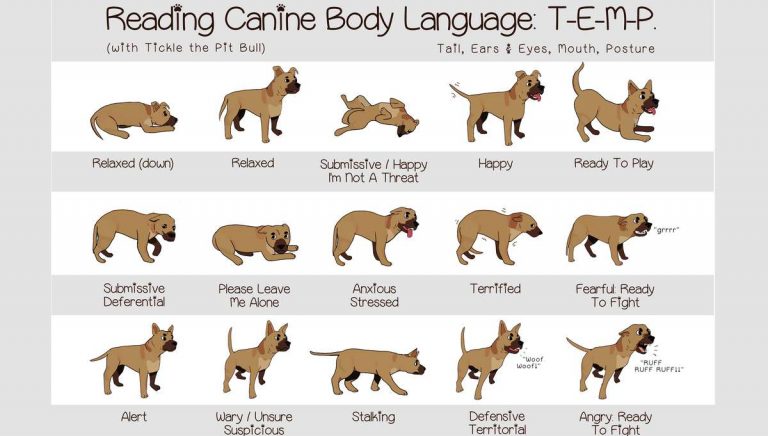 three-easy-behavioural-interpretations-of-body-language-of-dogs