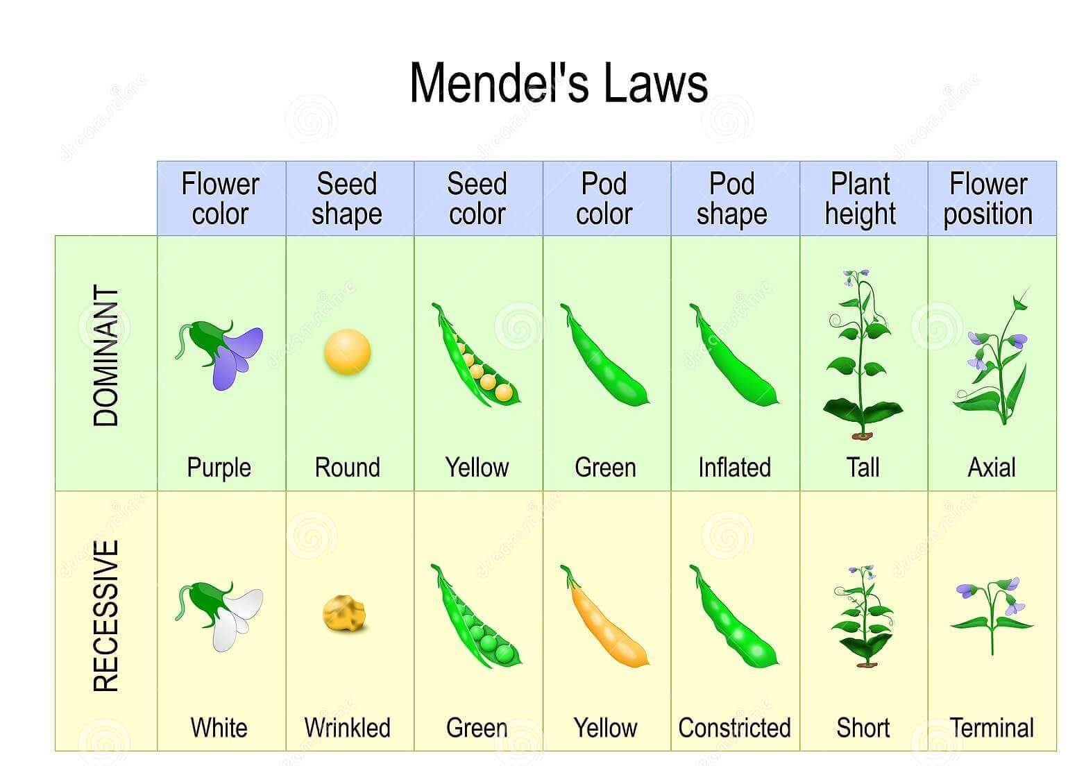 How Gregor Mendel Discovered Heredity In Different Truths