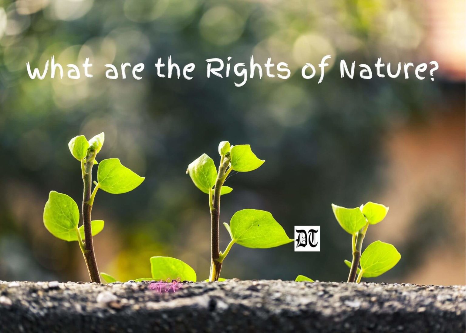 what-are-the-rights-of-nature-different-truths