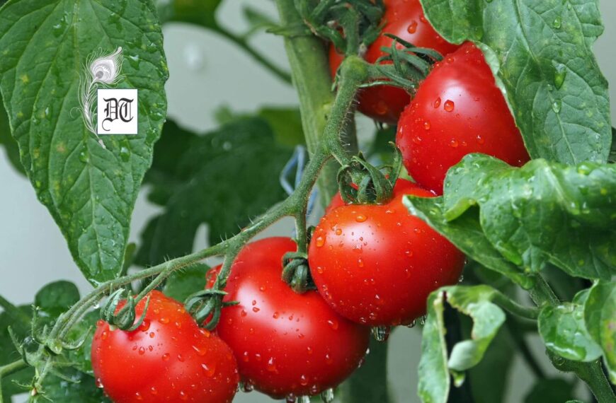 Tomato: The Versatile Fruit That Conquered the World