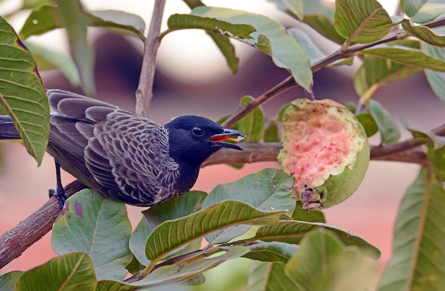 Mother’s Love: Feeding Life in the Wild