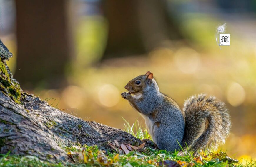 Squirrels in the Old Farmer’s Yard