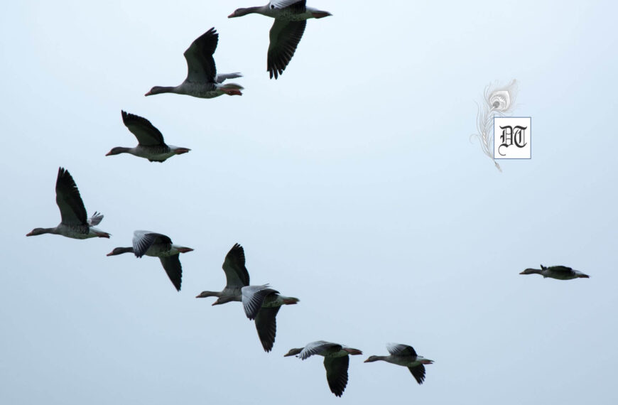 Frozen Ground, Flying Geese: A Winter Scene in Toronto